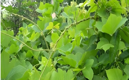 七夕寵妻狂魔就選它！二月風(fēng)雙有機野生葛根粉，健康又有文化味 