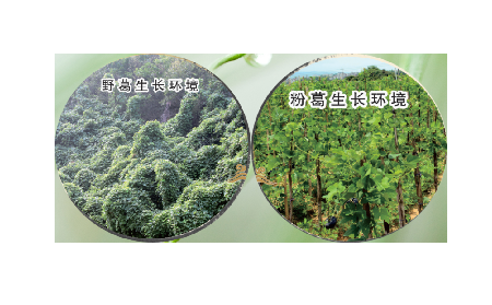 高學(xué)歷養(yǎng)生黨親測(cè)：這款雙有機(jī)野生葛根粉，憑什么成日常優(yōu)選？?