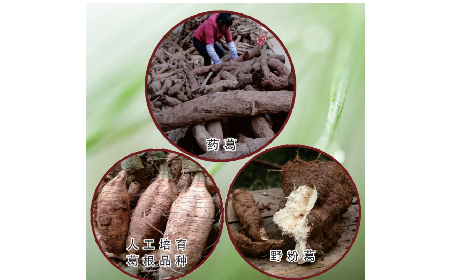 買葛粉是買野生的好？還是野生有機(jī)的好？