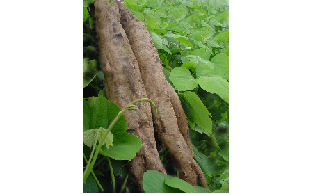 正宗的野生葛根粉，本質是淀粉嗎？探秘千年本草中的自然饋贈